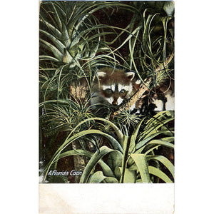 Florida Raccoon Vintage Postcard 1908 - Vintage Postcard Boutique