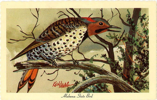 Alabama State Bird - Yellowhammer Vintage Postcard Signed Artist Ken Haag (unused) - Vintage Postcard Boutique