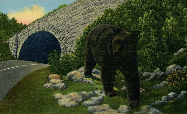 Great Smoky Mountains National Park Black Bear 'Hitch Hiker' Vintage Postcard 1951 - Vintage Postcard Boutique