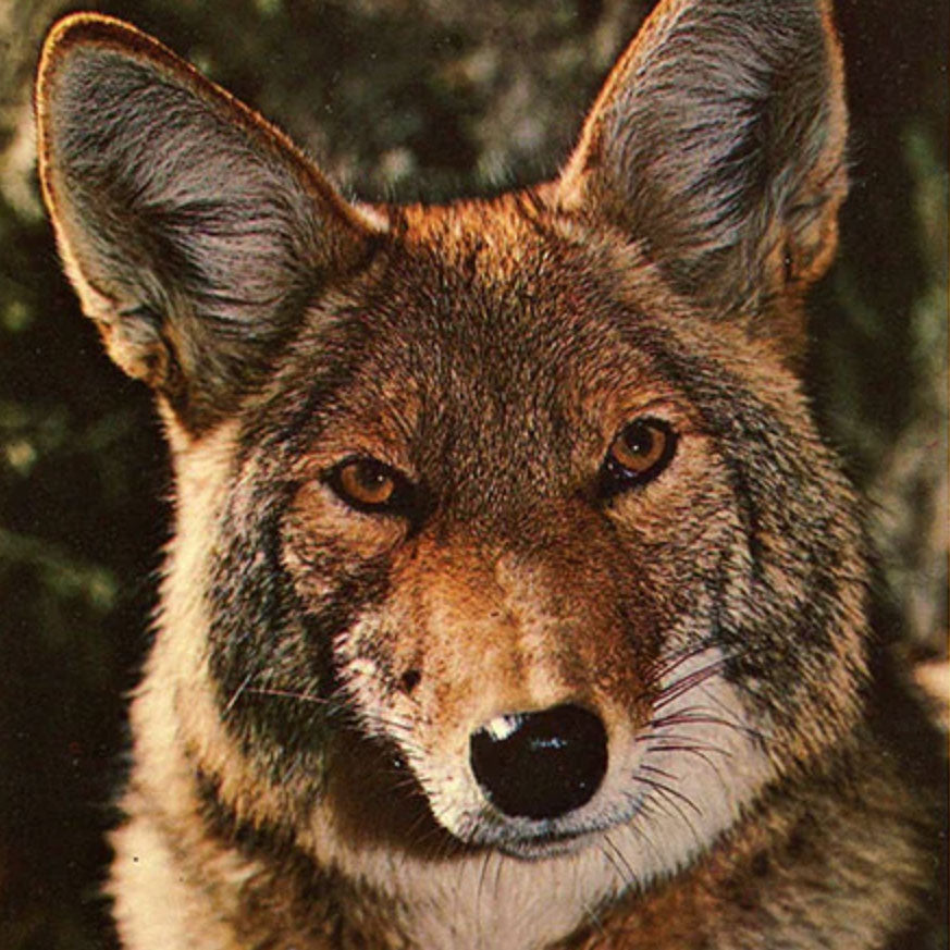 Animal Postcards