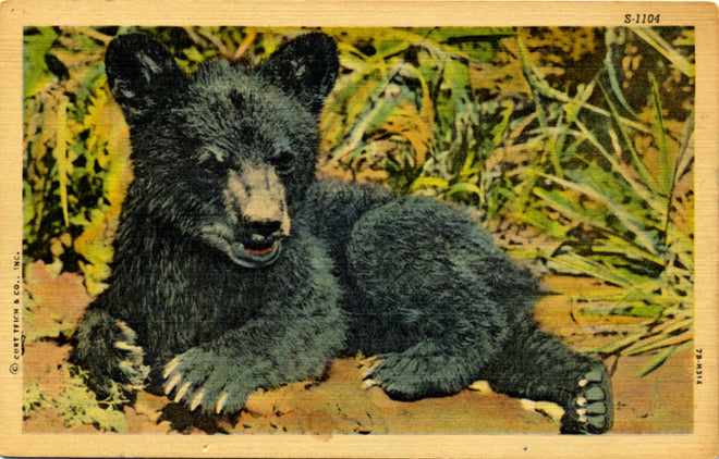 Animal Postcards