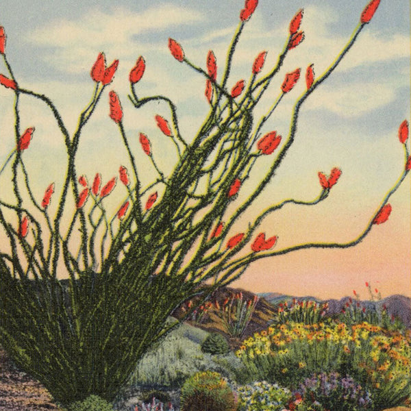 Cacti & Desert Plants