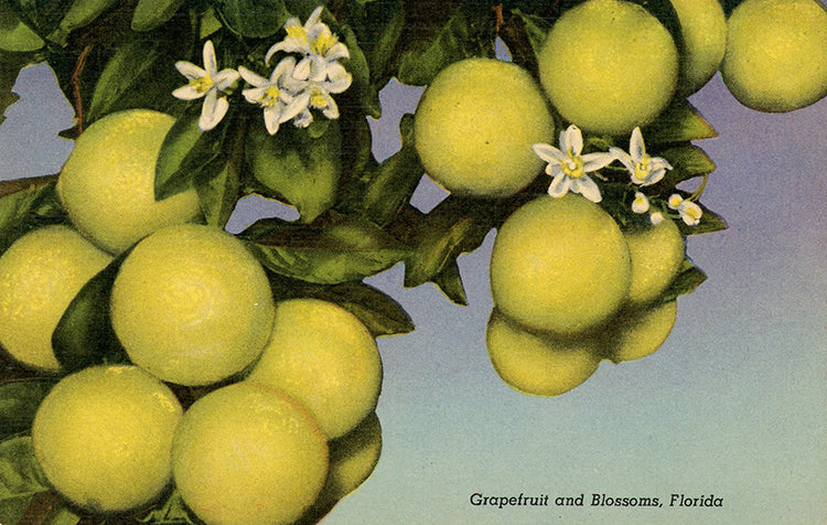 Grapefruit & Blossoms in Sunny Florida Vintage Botanical Postcard (unused) - Vintage Postcard Boutique
