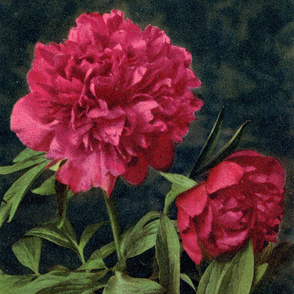 Still Life Flowers
