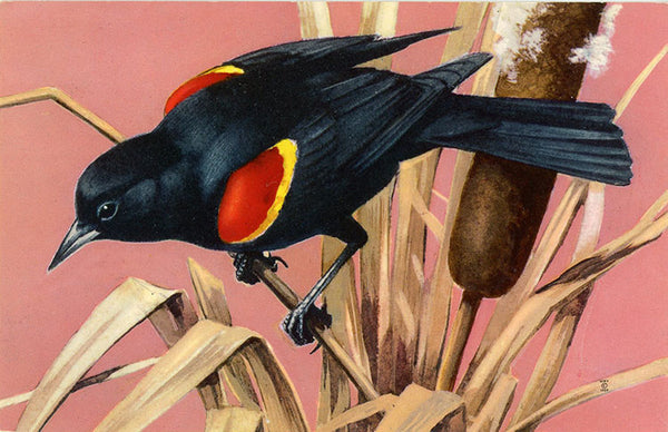 Bird Postcards