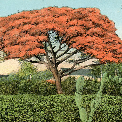 Botanical Tree Postcards
