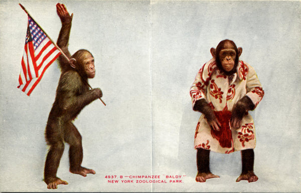 Monkey Postcards