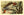 Alabama State Bird - Yellowhammer Vintage Postcard Signed Artist Ken Haag (unused) - Vintage Postcard Boutique
