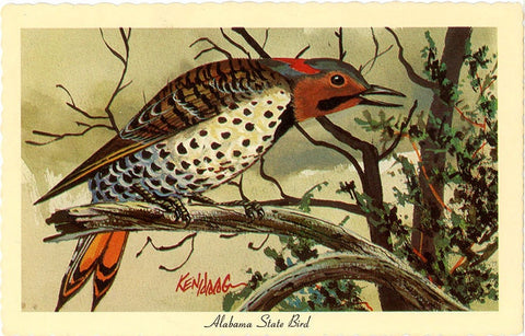 Alabama State Bird - Yellowhammer Vintage Postcard Signed Artist Ken Haag (unused)