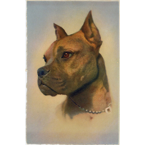 Boxer Dog Portrait Vintage Swiss Stehli Postcard (unposted)