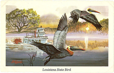 Louisiana State Bird - Eastern Brown Pelican Vintage Postcard Signed Artist Ken Haag (unused)