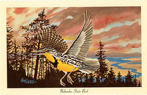 Nebraska State Bird - Western Meadowlark Vintage Postcard Signed Artist Ken Haag (unused)