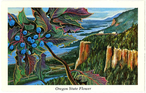 Oregon State Flower - Oregon Grape Blossom Vintage Botanical Postcard Signed Artist Ken Haag (unused)