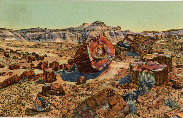 Petrified Forest Arizona from Holbrook Petrified Wood Vintage Postcard (unused)