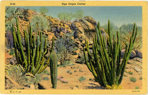 Pipe Organ Cactus on the Desert Botanical Vintage Postcard