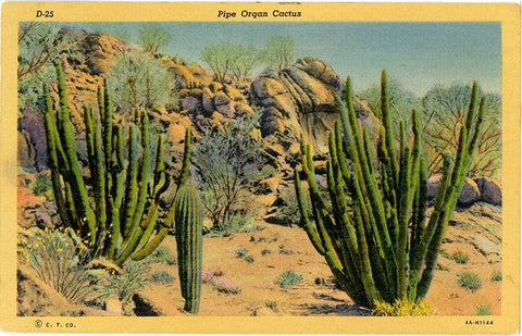Pipe Organ Cactus on the Desert Botanical Vintage Postcard