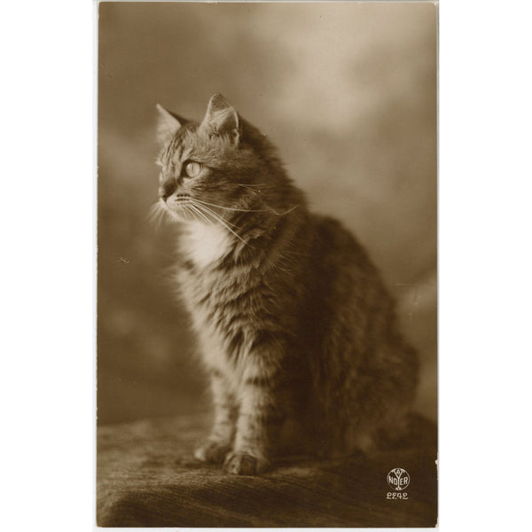Fluffy Kitten Alfred Noyer RPPC Vintage Real Photo Cat Postcard c 1910s