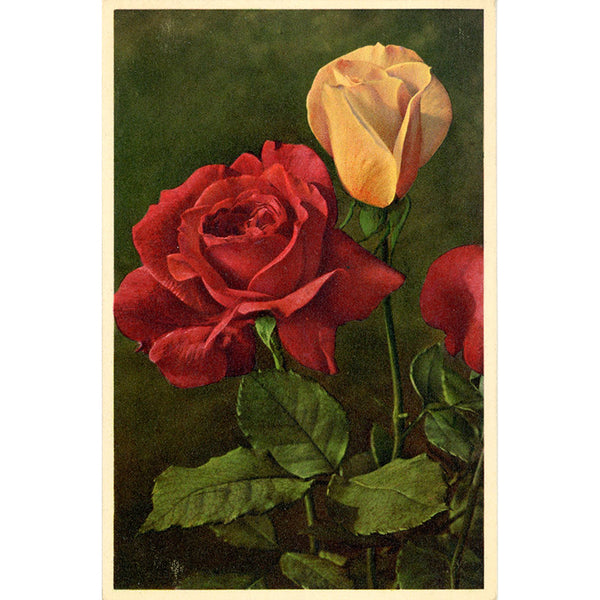 Red Rose Vintage Botanical Art Postcard THOR E GYGER (unused) - Vintage Postcard Boutique
