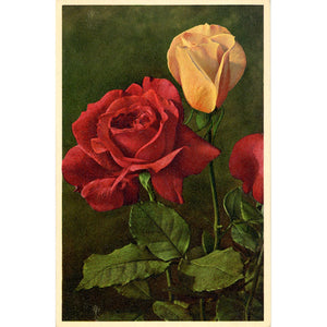 Red Rose Vintage Botanical Art Postcard THOR E GYGER (unused)