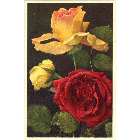 Yellow & Red Roses Vintage Botanical Art Postcard THOR E GYGER (unused)