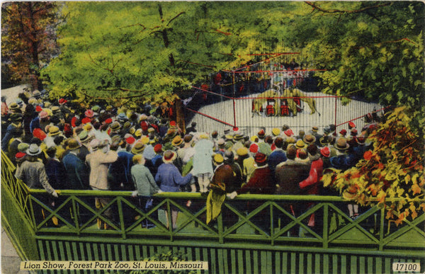 St. Louis Zoo Lion Show Forest Park Missouri Vintage Postcard (unposted) - Vintage Postcard Boutique