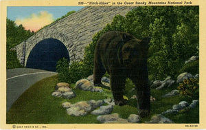 Great Smoky Mountains National Park Black Bear 'Hitch Hiker' Vintage Postcard 1951