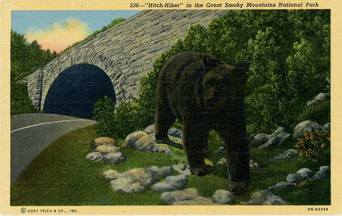 Great Smoky Mountains National Park Black Bear 'Hitch Hiker' Vintage Postcard 1951
