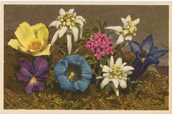 Alpine Flowers Anemone Daphne Violet Edelweiss Vintage Botanical Art Postcard (unused)