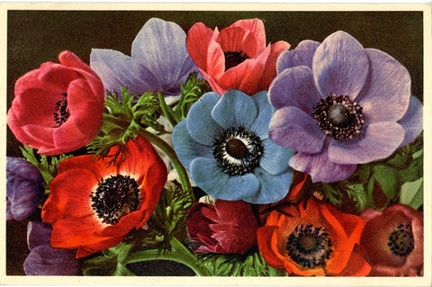 Anemone Flowers Vintage Botanical Art Postcard THOR E GYGER (unused)