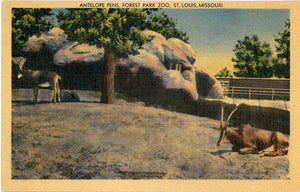St. Louis Zoo Antelope Pens Forest Park Missouri Vintage Postcard (unused)