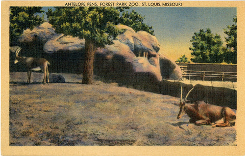 St. Louis Zoo Antelope Pens Forest Park Missouri Vintage Postcard (unused)