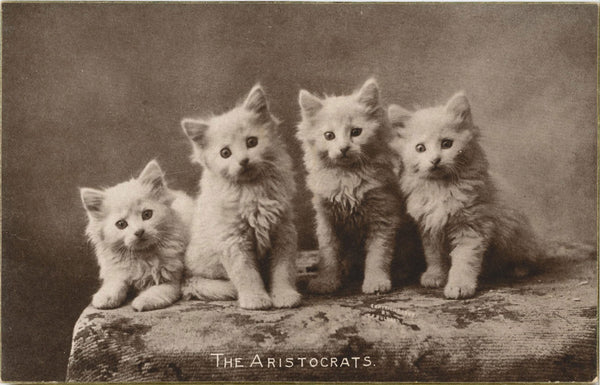 Aristocrats Four White Kittens Vintage Cat Postcard c.1907 (unposted) - Vintage Postcard Boutique