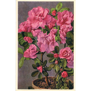 Pink Azalea Spring Blossoms Vintage Botanical Art Postcard THOR E GYGER (unused)
