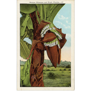 Banana Blossoms & Fruit Florida Vintage Botanical Postcard 1920s (unposted) - Vintage Postcard Boutique