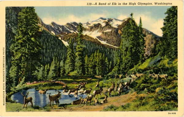 High Olympic Mountains Band of Elk Vintage Washington Postcard (unused)