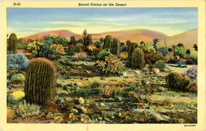 Barrel Cactus on the Desert Vintage Botanical Postcard (unused) - Vintage Postcard Boutique