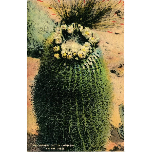 Barrel Cactus on the Desert Vintage Botanical Postcard (unused)