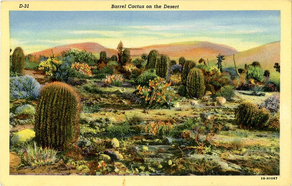 Barrel Cactus on the Desert Vintage Botanical Postcard (unused)