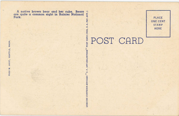Native Brown Bear & Cubs Rainier National Park Washington Vintage Postcard (unposted)