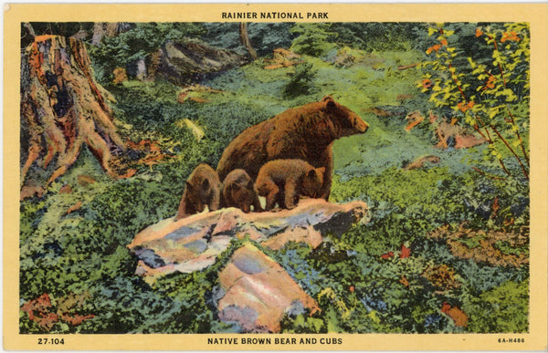 Native Brown Bear & Cubs Rainier National Park Washington Vintage Postcard (unposted)