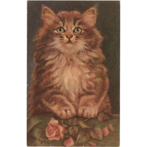 Cute Orange Kitten artist M. Babington Vintage Postcard c1910 (unused) - Vintage Postcard Boutique