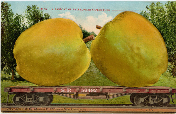 Bellflower Apples Carload EXAGGERATION Vintage Postcard 1910 (unused)