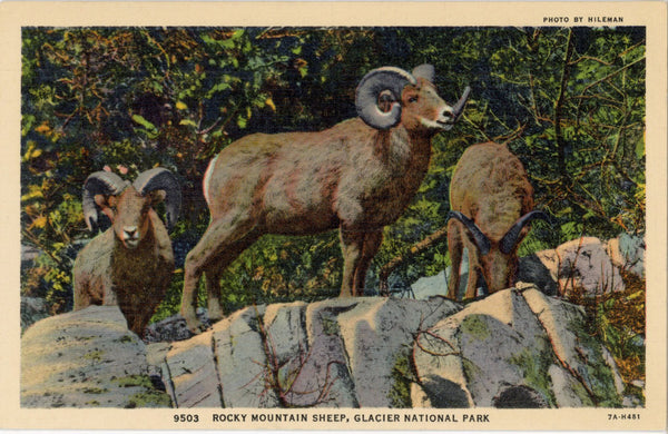 Glacier National Park Montana Rocky Mountain Sheep Vintage Postcard (unused)