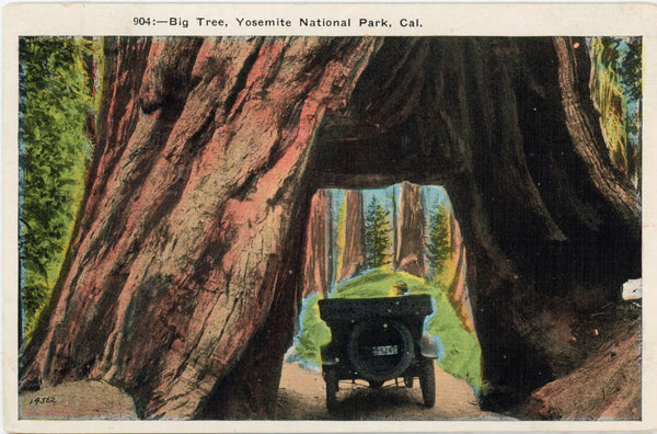 Big Tree Antique Automobile Yosemite National Park California Vintage Postcard c. 1920s