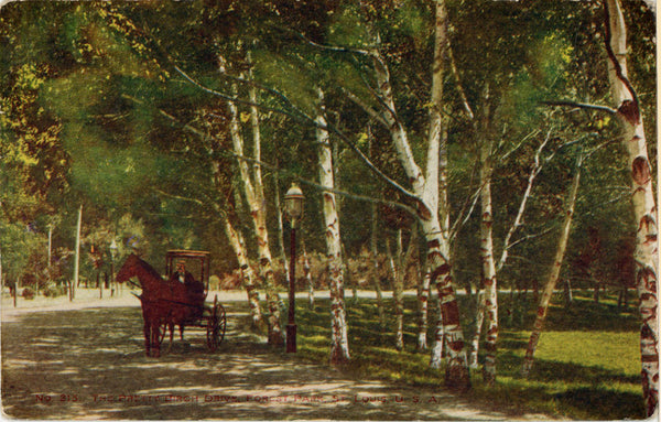 Forest Park Horse & Buggy Birch Drive St. Louis Missouri Vintage Postcard 1907 - Vintage Postcard Boutique