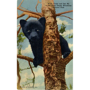 Great Smoky Mountains National Park Black Bear Vintage Postcard
