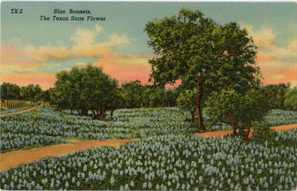 Blue Bonnets Texas State Flower Vintage Botanical Postcard (unused)