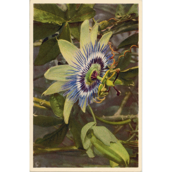 Blue Passion Vine Vintage Botanical Art Postcard THOR E GYGER (unused)