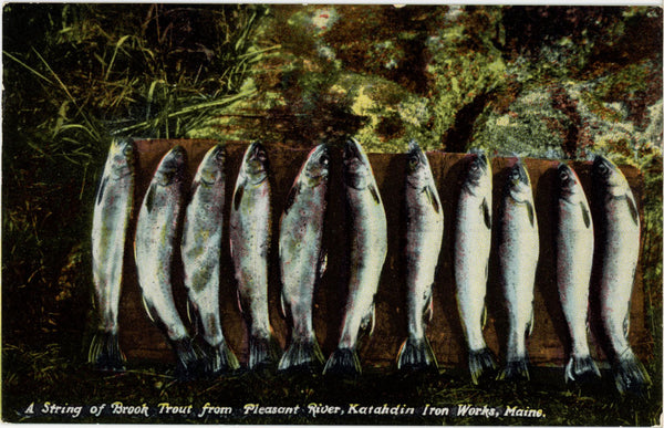 Brook Trout Pleasant River Katahdin Iron Works Maine Vintage Postcard c. 1910 (unused)
