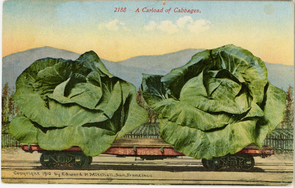 Cabbages Carload EXAGGERATION Vintage Postcard 1910 (unposted)